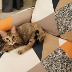 ZOE: THE CAT NEEDING AN URGENT SURGEY
