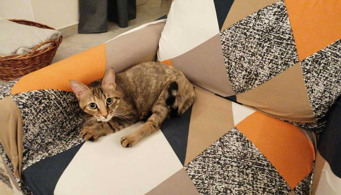 ZOE: THE CAT NEEDING AN URGENT SURGEY
