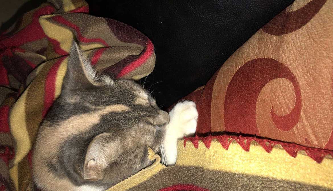 ANOTHER FEMALE STRAY CAT: TNR