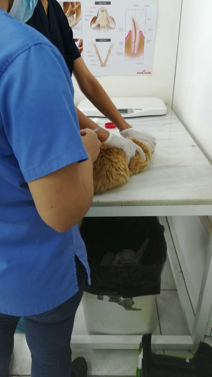 HONEY: A CAT FOUND WITH AN INJURED PAW