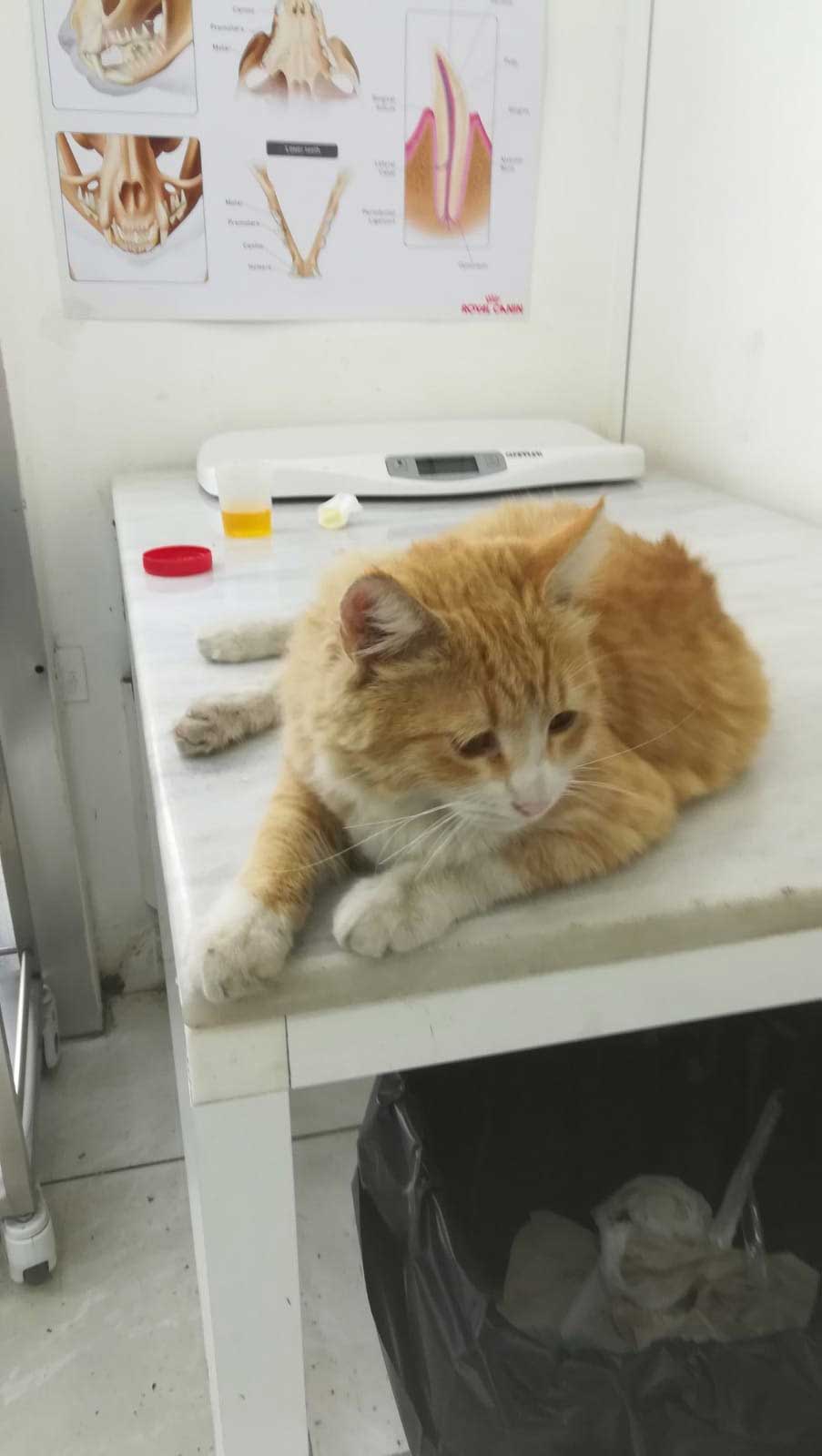 HONEY: A CAT FOUND WITH AN INJURED PAW