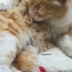 HONEY: A CAT FOUND WITH AN INJURED PAW