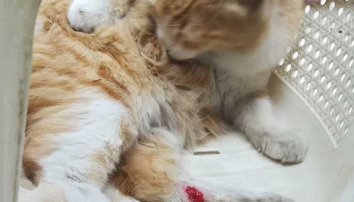 HONEY: A CAT FOUND WITH AN INJURED PAW