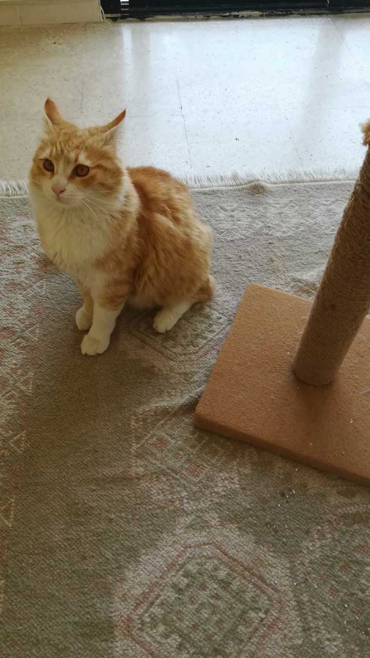 HONEY: A CAT FOUND WITH AN INJURED PAW