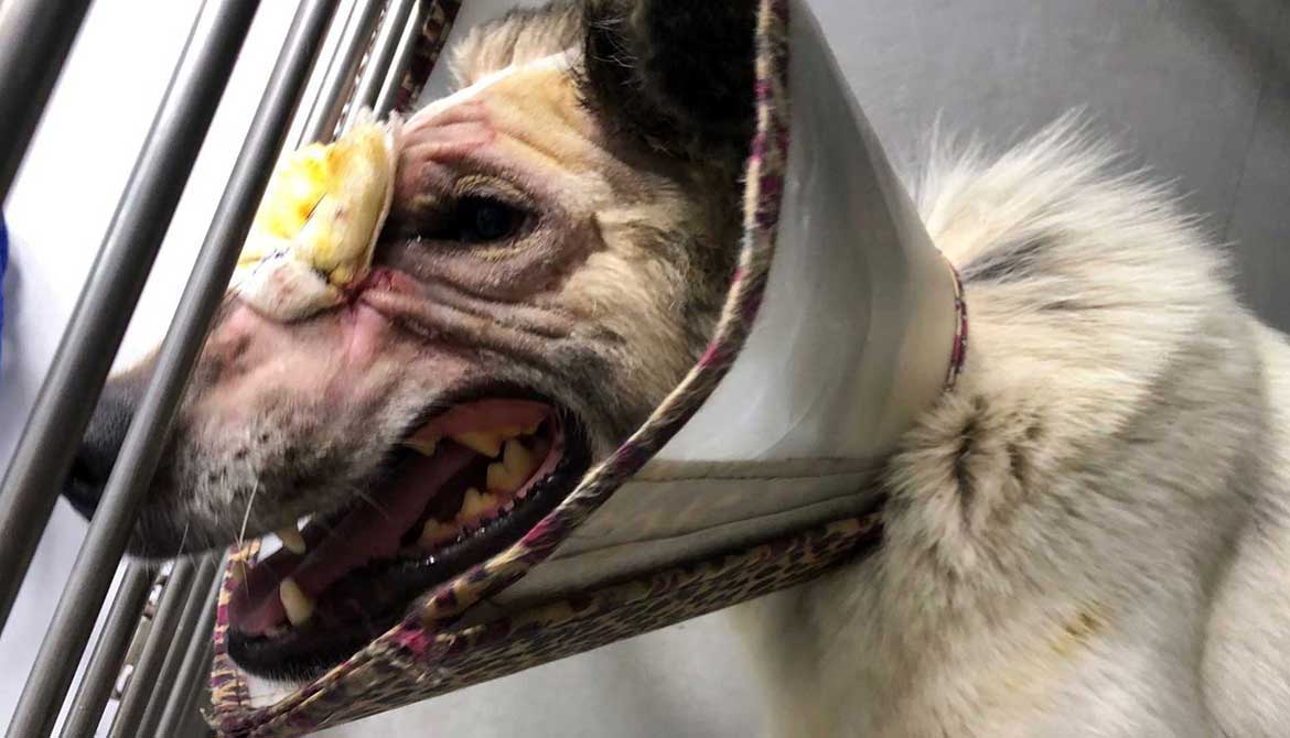 LUCY: A RESCUED DOG SHOT IN THE FACE