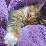 MIA OR THE SATURDAY NIGHT KITTEN