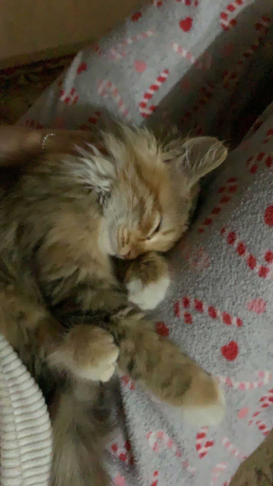 MIA OR THE SATURDAY NIGHT KITTEN