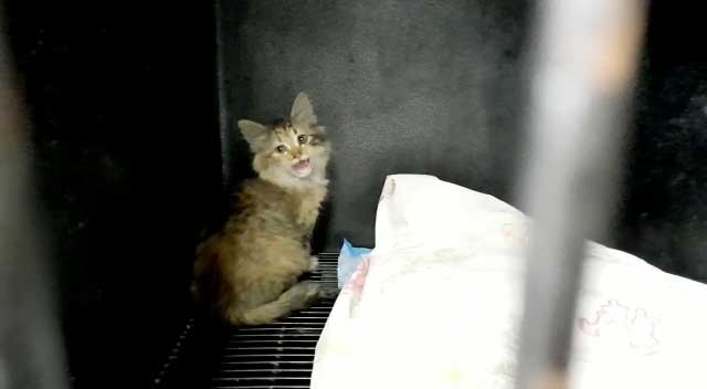 MIA OR THE SATURDAY NIGHT KITTEN