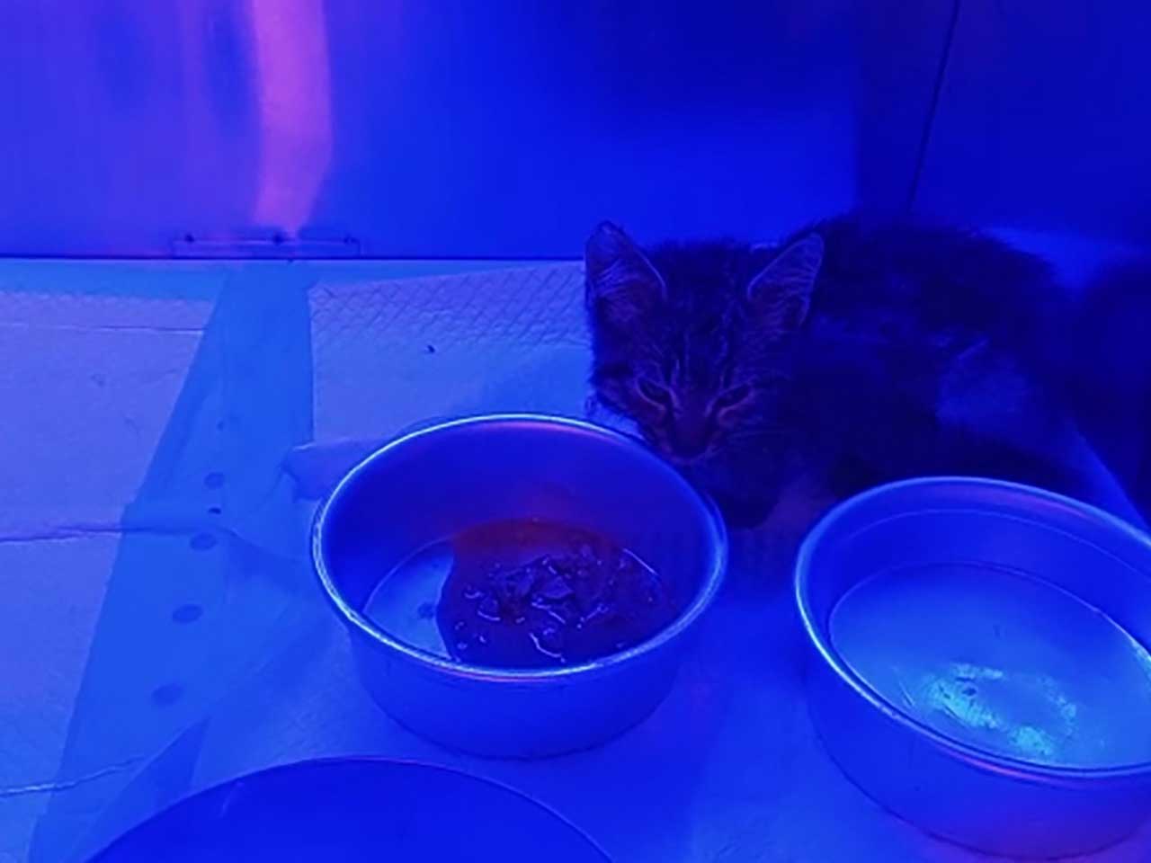 SIMBA RESCUED KITTEN ALL SHAKING