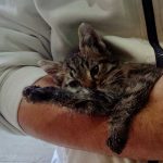 SIMBA RESCUED KITTEN ALL SHAKING