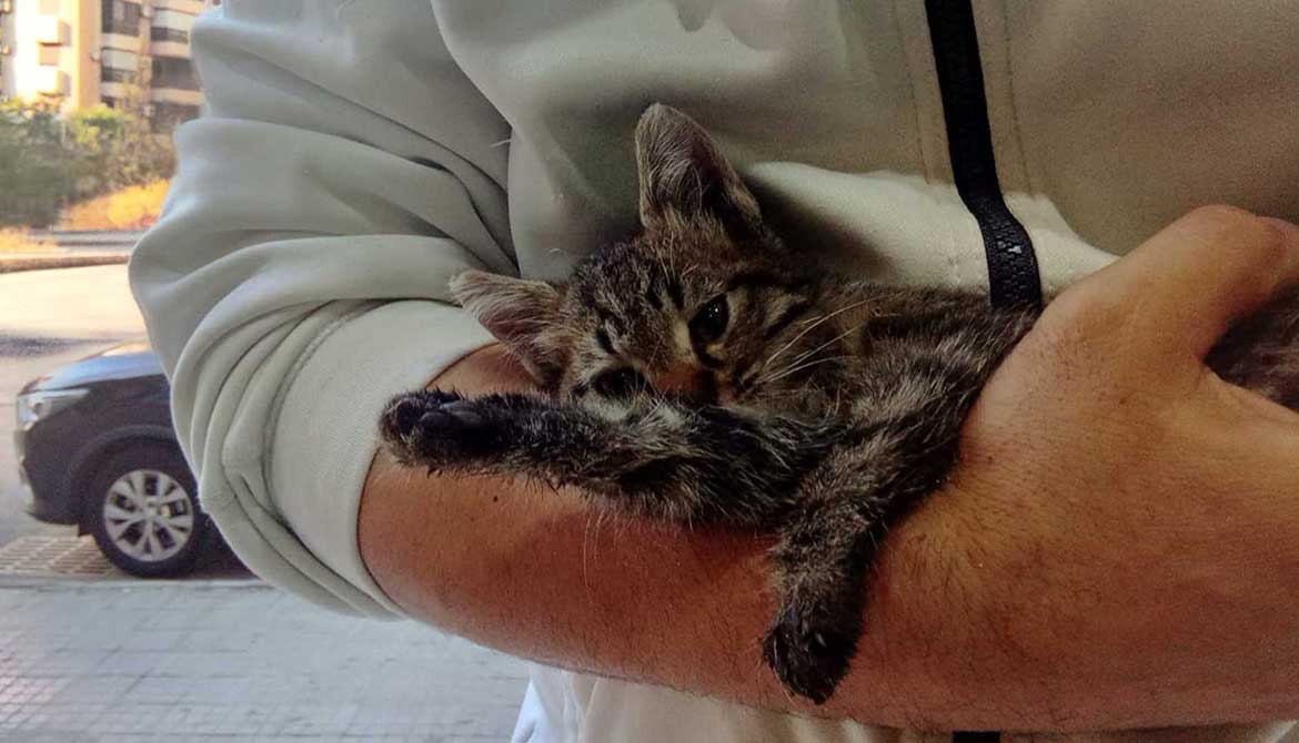 SIMBA RESCUED KITTEN ALL SHAKING