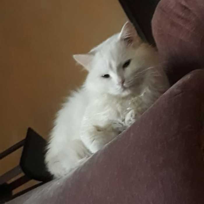 SNOWY IS A DUMPED SICK CAT