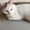 SNOWY: THE CAT WHO ATE RATS' POISON