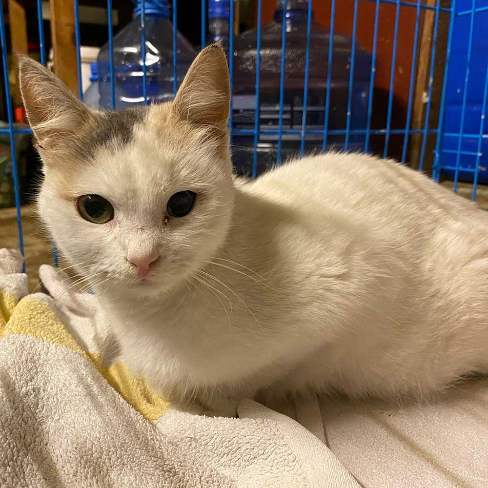SNOWY: THE CAT WHO ATE RATS' POISON