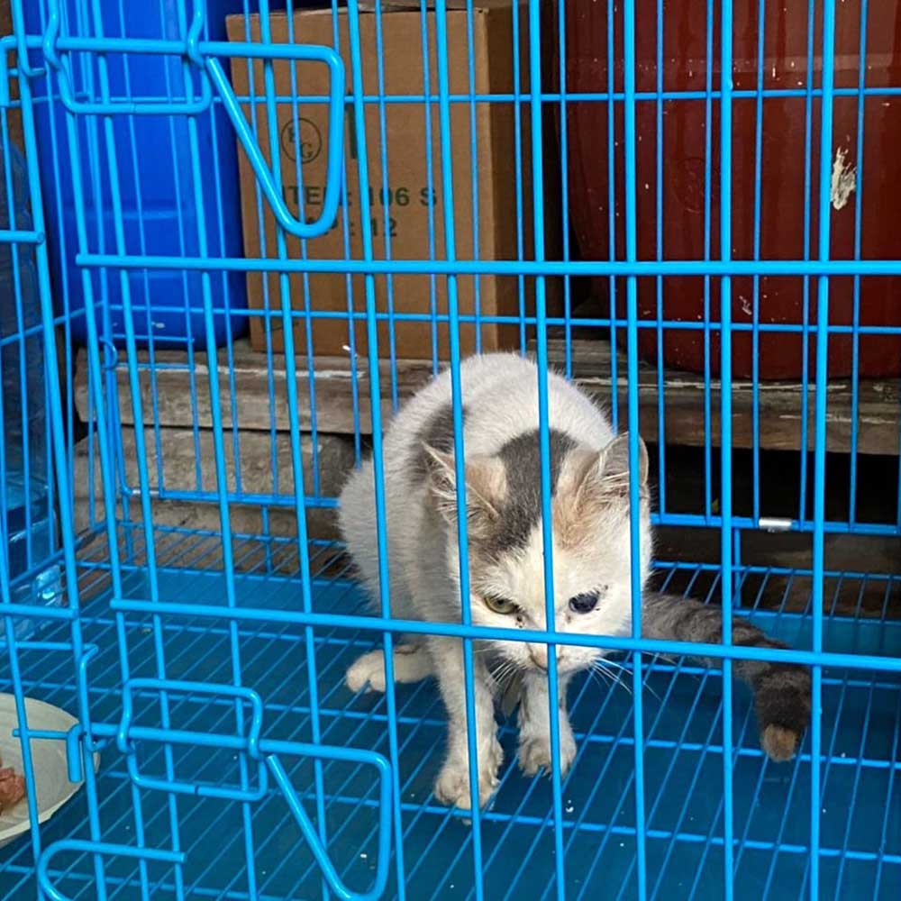 SNOWY: THE CAT WHO ATE RATS' POISON