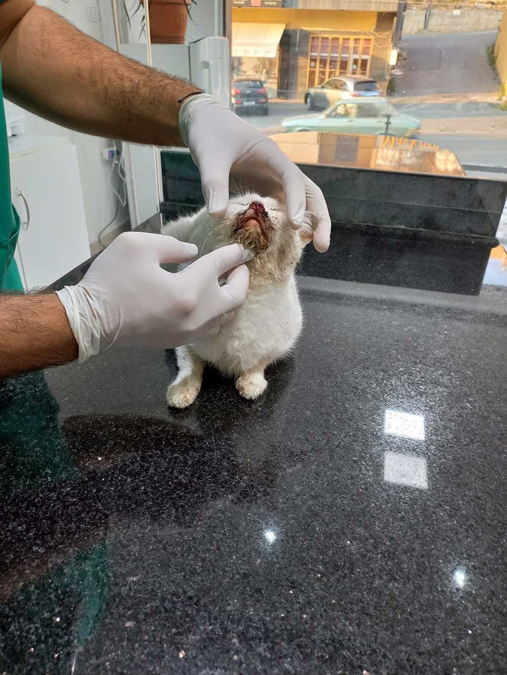 SNOWY: THE CAT WHO ATE RATS' POISON