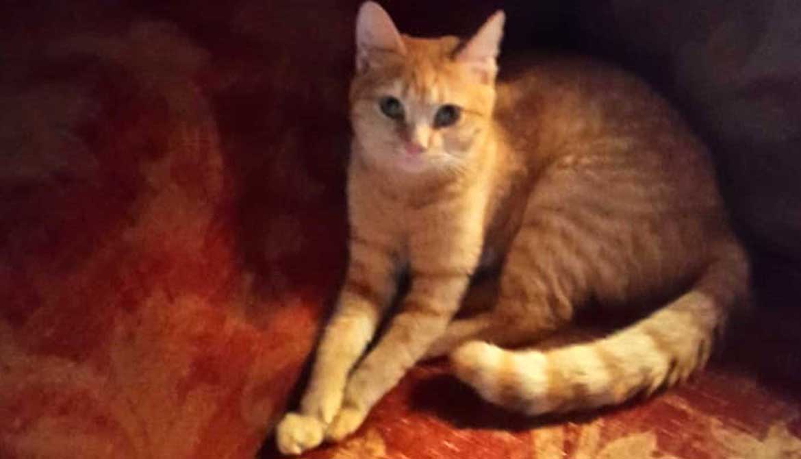 TNR: A STRAY FEMALE CAT SPAYED!