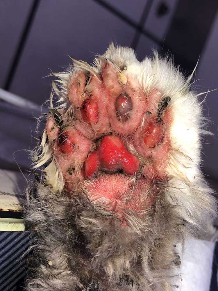 STELLA: A CAT VICTIM OF A FIRE