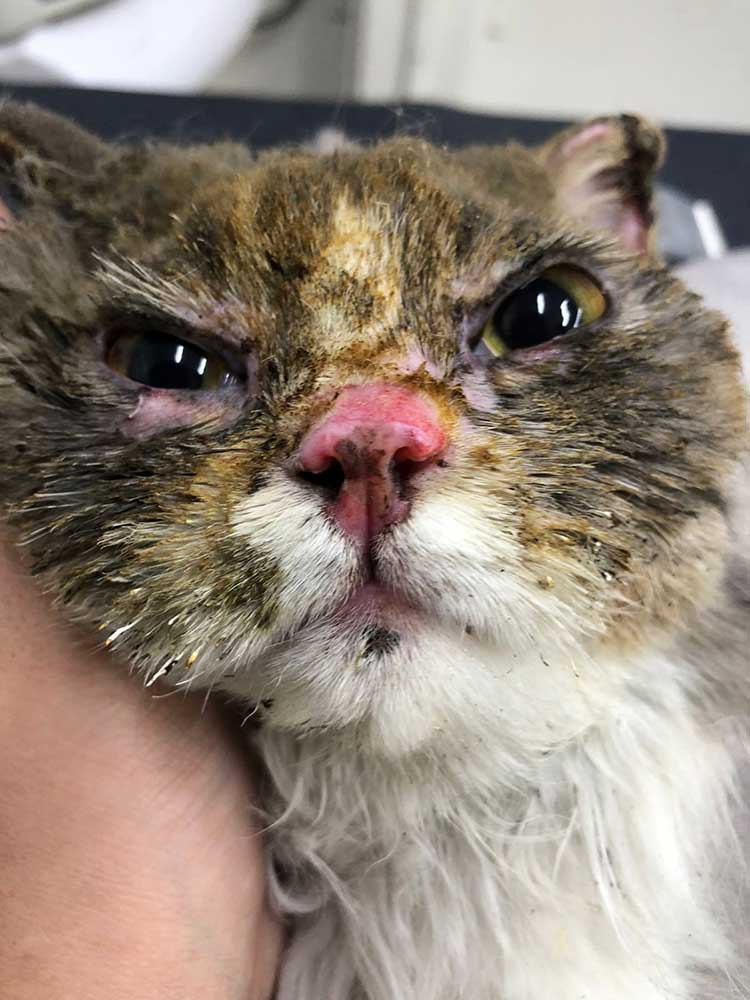 STELLA: A CAT VICTIM OF A FIRE
