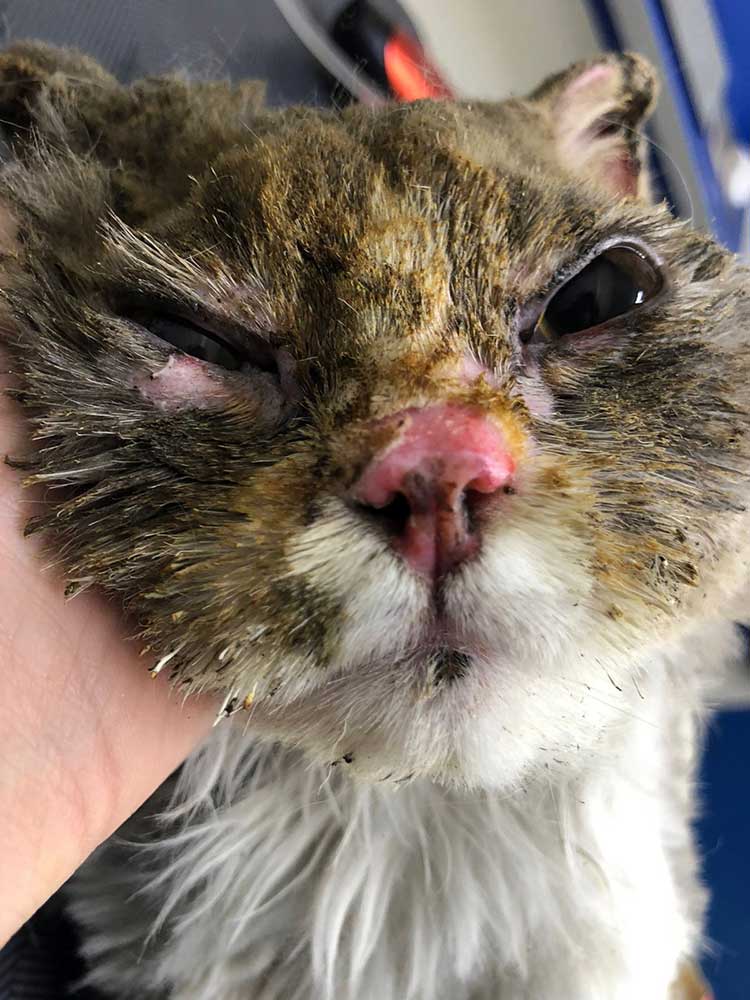 STELLA: A CAT VICTIM OF A FIRE