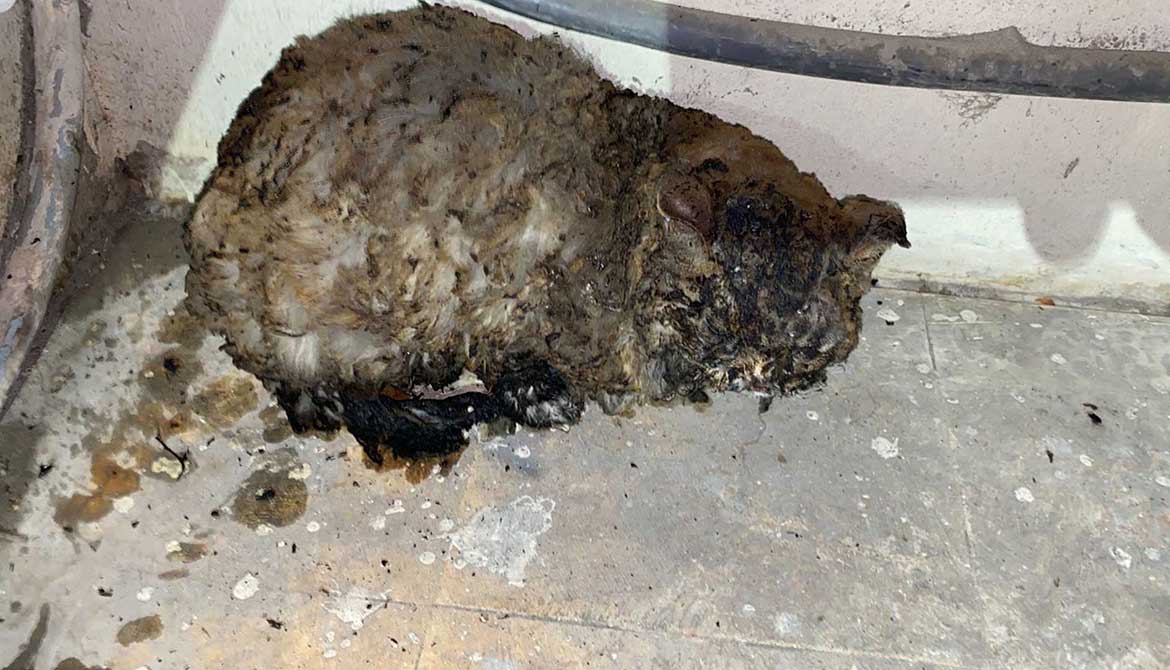 STELLA: A CAT VICTIM OF A FIRE