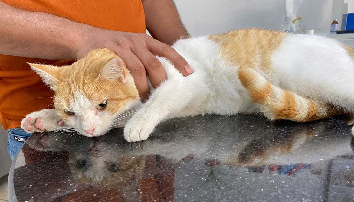 STEPHANIE: TNR