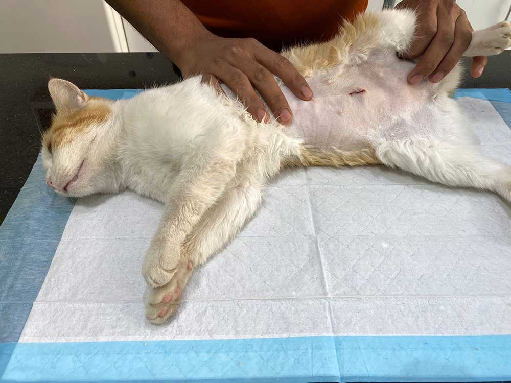 STEPHANIE: TNR