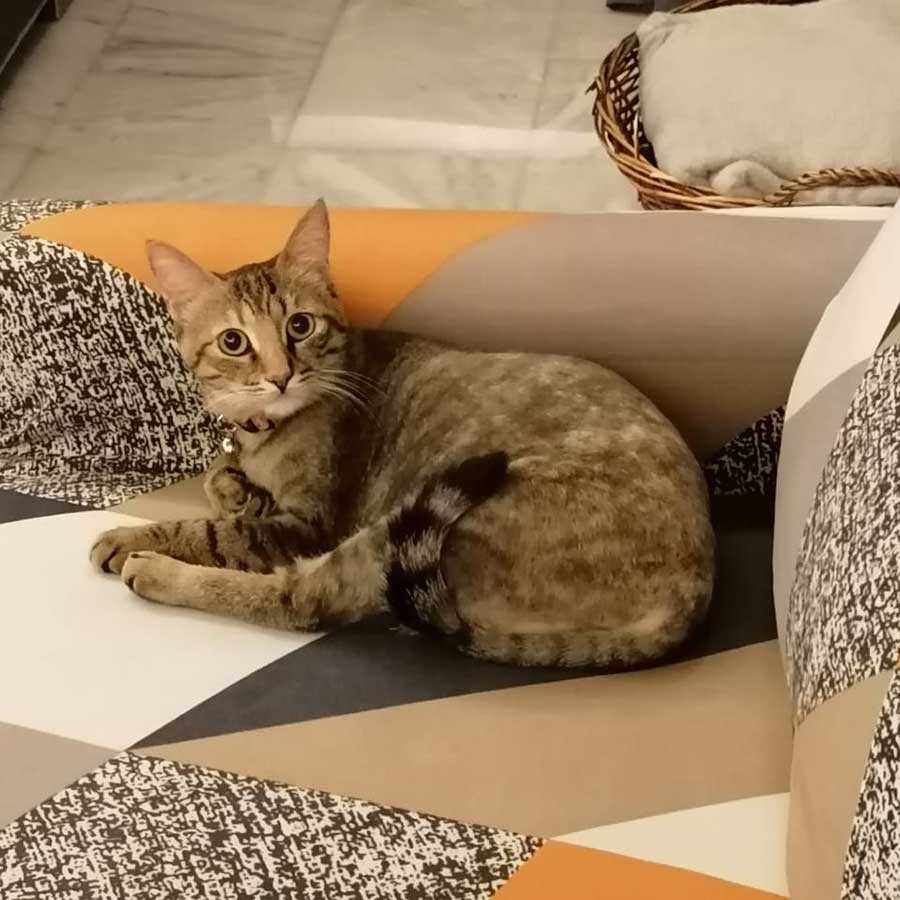 ZOE: THE CAT NEEDING AN URGENT SURGEY