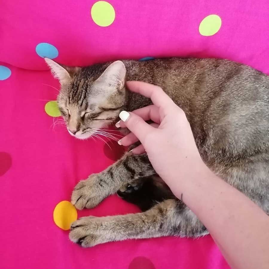ZOE: THE CAT NEEDING AN URGENT SURGEY