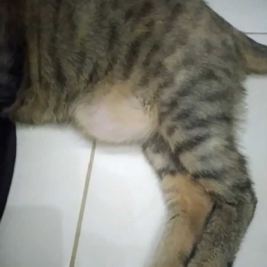 ZOE: THE CAT NEEDING AN URGENT SURGEY