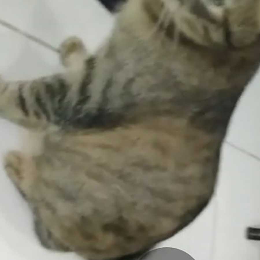 ZOE: THE CAT NEEDING AN URGENT SURGEY
