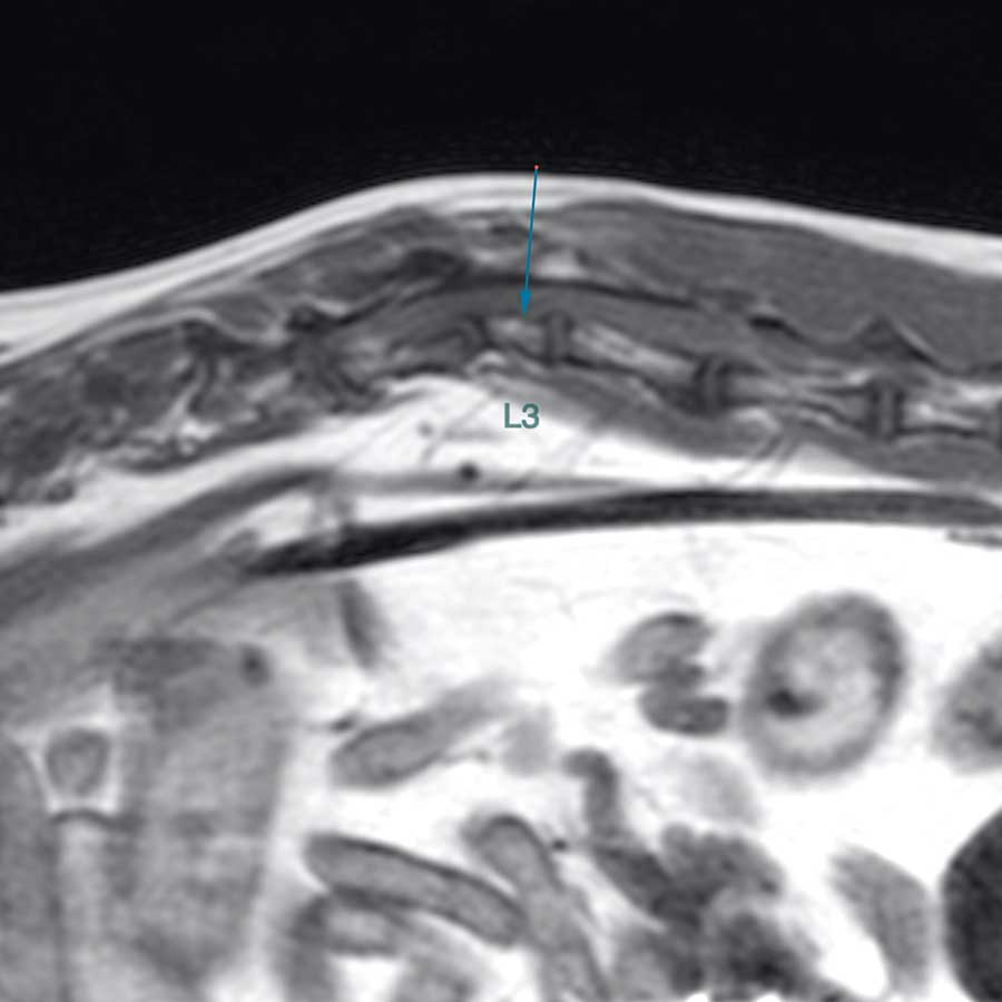 ZOE: THE CAT NEEDING AN URGENT SURGEY