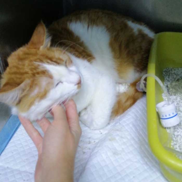 FESTOUQ: THE CAT DIADNOSED WITH PANLEUKOPENIA