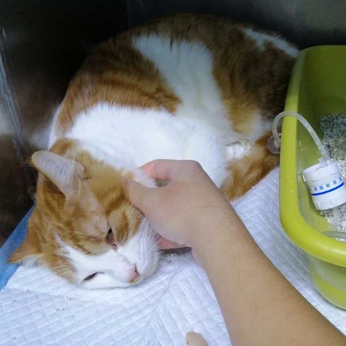 FESTOUQ: THE CAT DIADNOSED WITH PANLEUKOPENIA