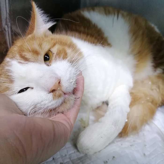 FESTOUQ: THE CAT DIADNOSED WITH PANLEUKOPENIA