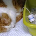 FESTOUQ: THE CAT DIADNOSED WITH PANLEUKOPENIA