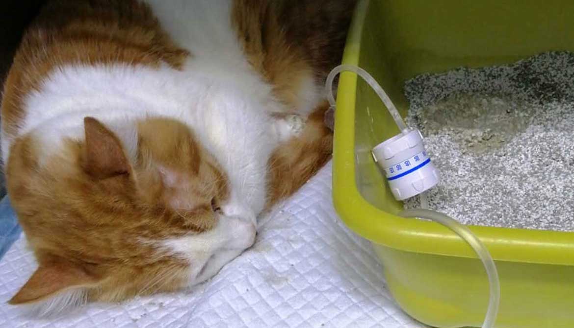 FESTOUQ: THE CAT DIADNOSED WITH PANLEUKOPENIA