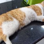 JARBOU3: TNR