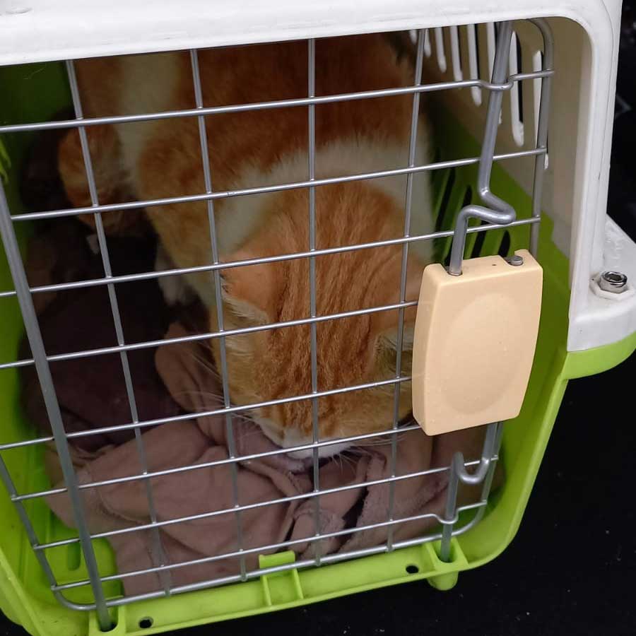 JARBOU3: TNR