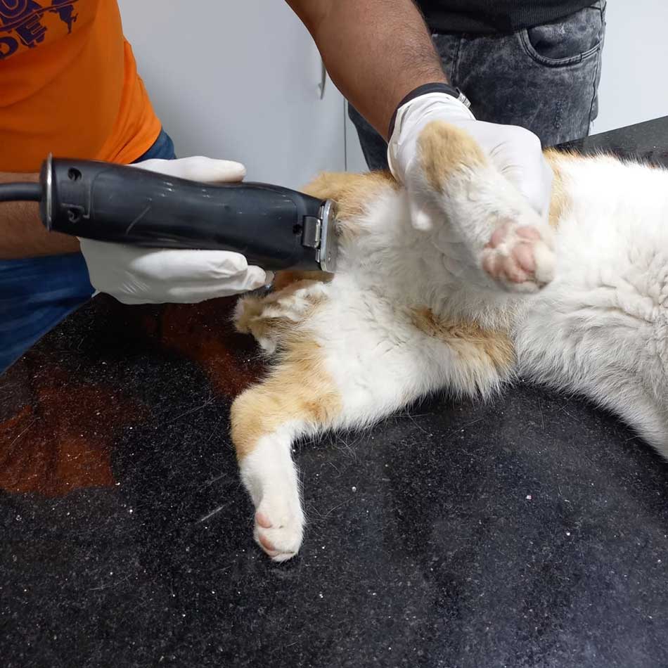 JARBOU3: TNR
