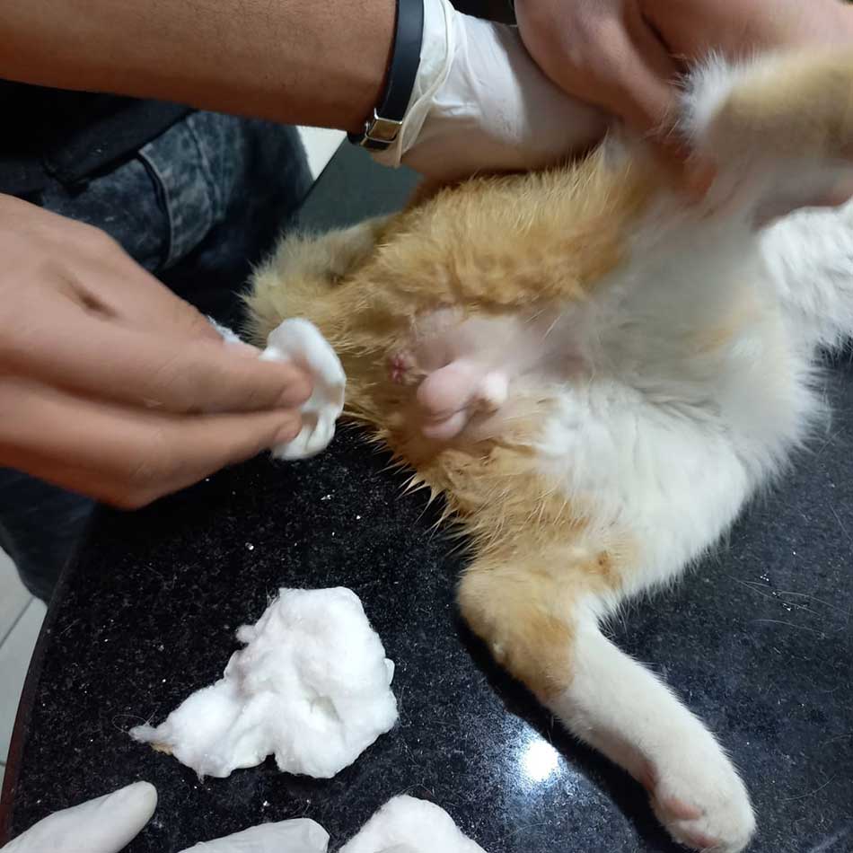 JARBOU3: TNR