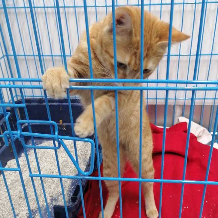 LEMON: A STRAY CAT DIAGNOSED WITH A VIRAL INFECTION