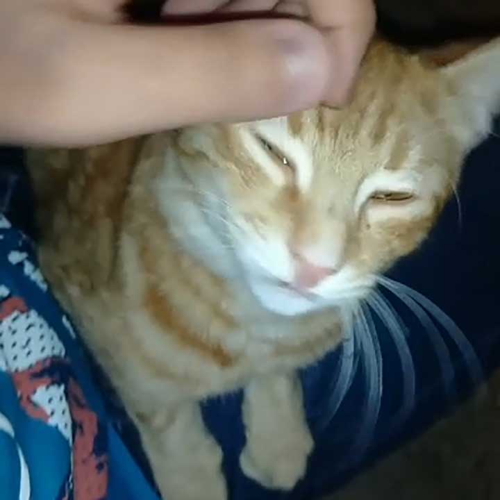 LEMON: A STRAY CAT DIAGNOSED WITH A VIRAL INFECTION
