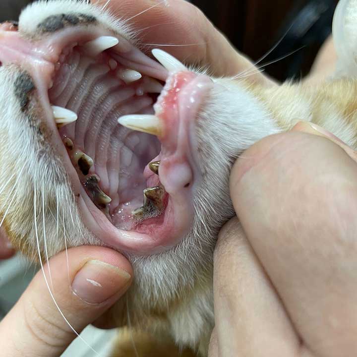 LEMON: A STRAY CAT DIAGNOSED WITH A VIRAL INFECTION