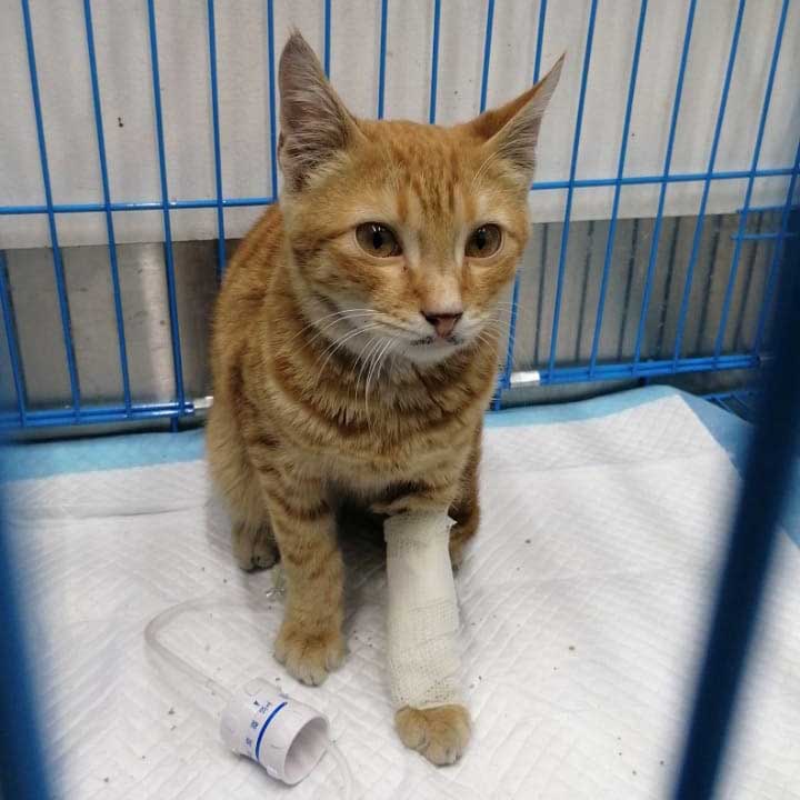 LEMON: A STRAY CAT DIAGNOSED WITH A VIRAL INFECTION