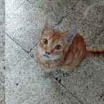LEMON: A STRAY CAT DIAGNOSED WITH A VIRAL INFECTION