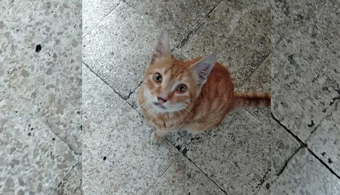 LEMON: A STRAY CAT DIAGNOSED WITH A VIRAL INFECTION