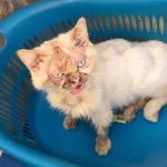 LEO: A DUMPED SENIOR CAT