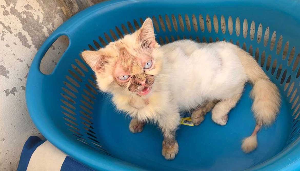 LEO: A DUMPED SENIOR CAT