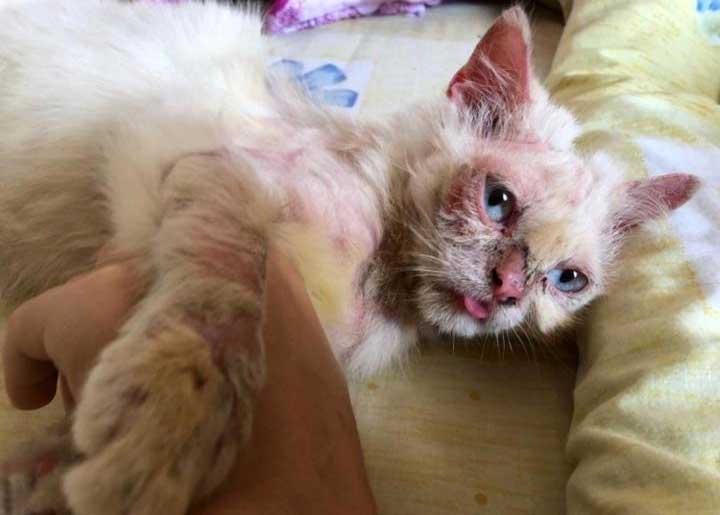 LEO: A DUMPED SENIOR CAT